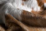 6' X 7' Brown And White Cowhide Handmade Area Rug
