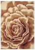 2' X 3' Ivory Brown And Red Floral Area Rug