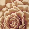 3' X 5' Ivory Brown And Red Floral Area Rug