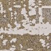 3' X 5' Ivory Taupe And Gold Abstract Area Rug