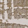 10' X 13' Ivory Taupe And Gold Abstract Area Rug